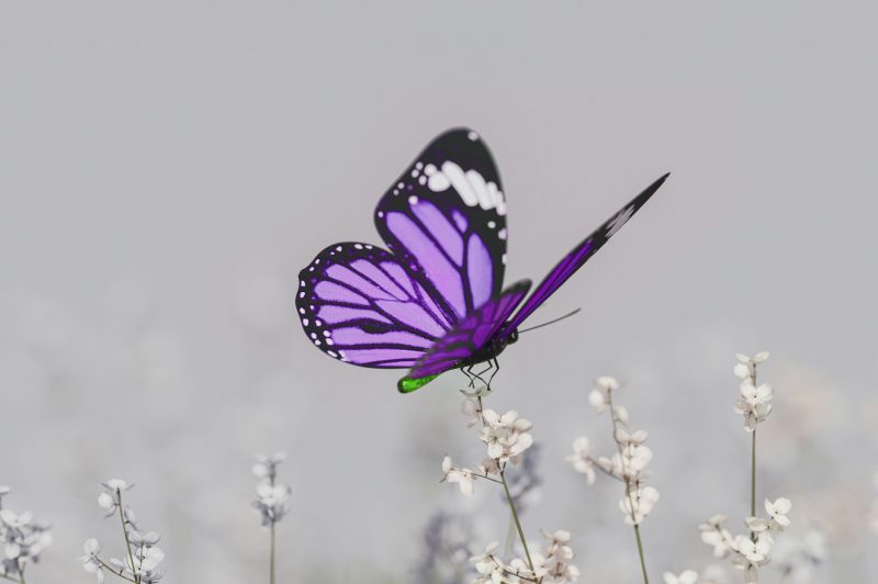 Purple butterfly resting on a white flower